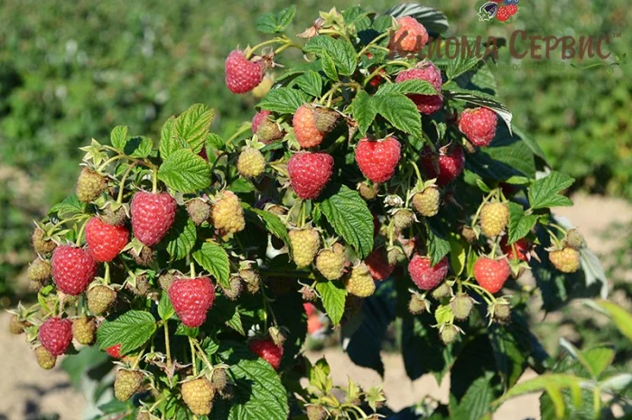 Продаю саджанці малини літньої та ремонтантної оптом та в розбріб- фото № 6