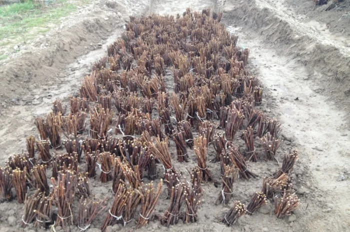 Продаю саджанці малини літньої та ремонтантної оптом та в розбріб- фото № 7