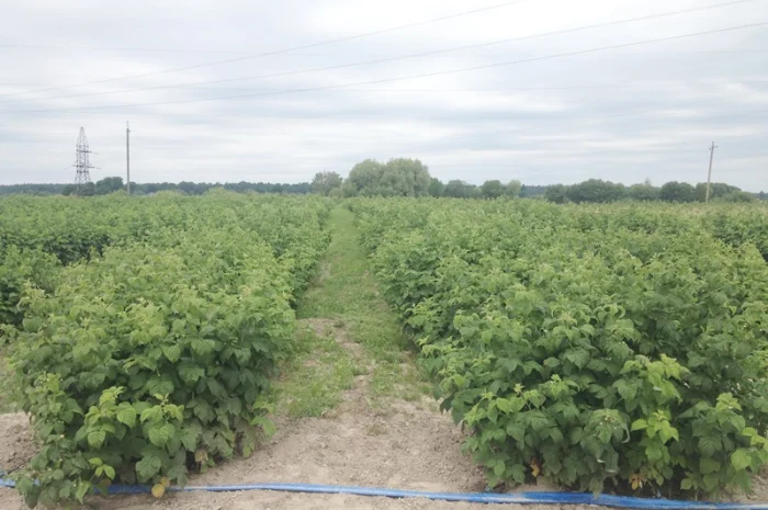 Саджанці малини: Брусвяна, Полка, Полана, Лячка, Зюгана купити оптом та в роздріб- фото № 1