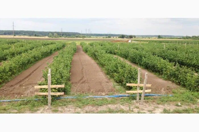 Саджанці малини: Брусвяна, Полка, Полана, Лячка, Зюгана купити оптом та в роздріб- фото № 2