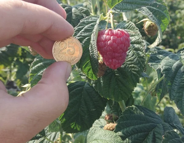 Саджанці малини: Брусвяна, Полка, Полана, Лячка, Зюгана купити оптом та в роздріб- фото № 4