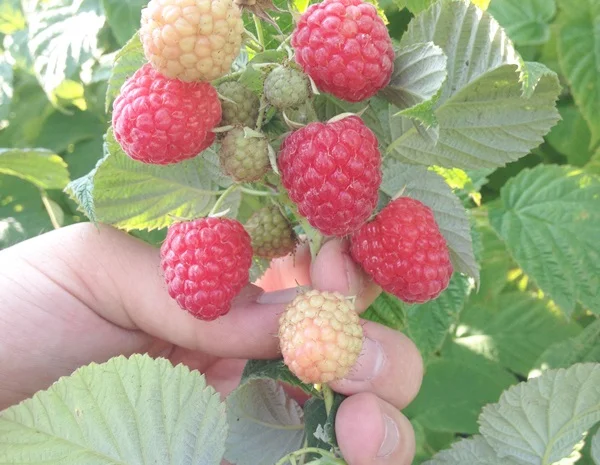 Саджанці малини: Брусвяна, Полка, Полана, Лячка, Зюгана купити оптом та в роздріб- фото № 5