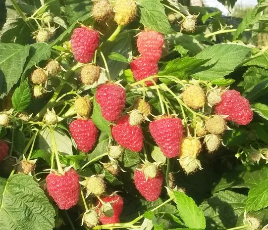 Саджанці малини: Брусвяна, Полка, Полана, Лячка, Зюгана купити оптом та в роздріб- фото № 6