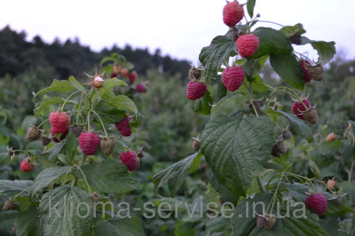 Саджанці малини: Брусвяна, Полка, Полана, Лячка, Зюгана купити оптом та в роздріб- фото № 8