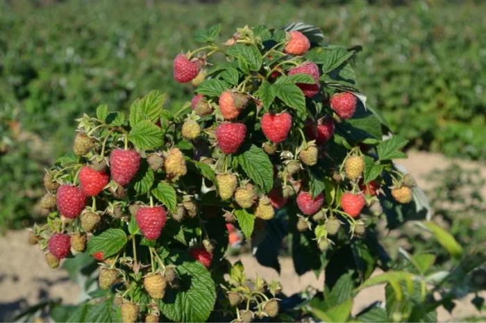 Саджанці малини сорт Маравілла. Скандинавська селекція, від 15 грн за кущ- фото № 1