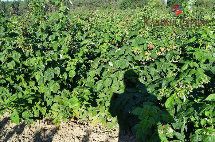 Саджанці малини сорт Маравілла. Скандинавська селекція, від 15 грн за кущ- фото № 2