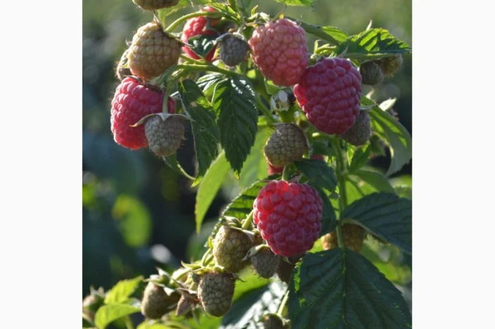 Саджанці малини сорт Маравілла. Скандинавська селекція, від 15 грн за кущ- фото № 3
