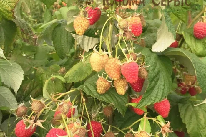 Саджанці малини ремонтантних сортів: Полка, Полана, Д-Джей, Брусвяна, Зюгана, Херітейдж- фото № 1