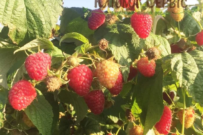 Саджанці малини ремонтантних сортів: Полка, Полана, Д-Джей, Брусвяна, Зюгана, Херітейдж- фото № 5