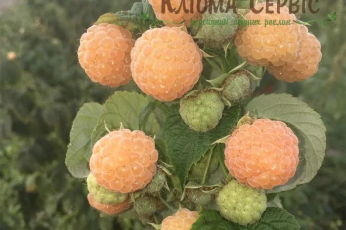 Саджанці малини ремонтантних сортів: Полка, Полана, Д-Джей, Брусвяна, Зюгана, Херітейдж- фото № 6