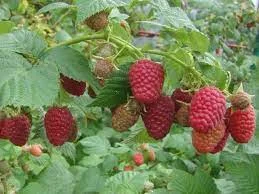 Саджанці малини сорт Брусвяна купити від виробника / Роздріб та Гурт / Розсадник- фото № 1