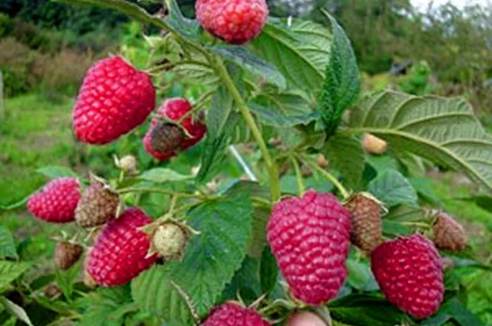 Саджанці малини сорт Брусвяна купити від виробника / Роздріб та Гурт / Розсадник- фото № 2