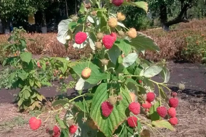 Саджанці малини Полана (Polana) Ремонтантна /Рассадник /Весна 2022 ОПТ- фото № 1