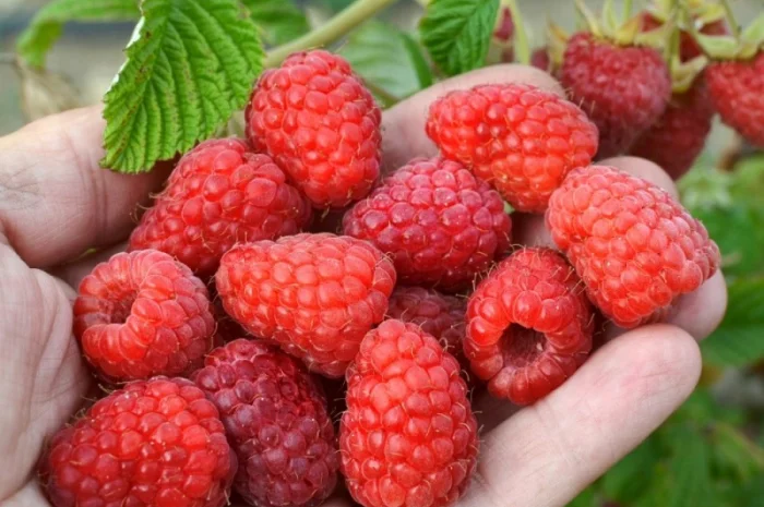 Саджанці малини Полана (Polana) Ремонтантна /Рассадник /Весна 2022 ОПТ- фото № 2