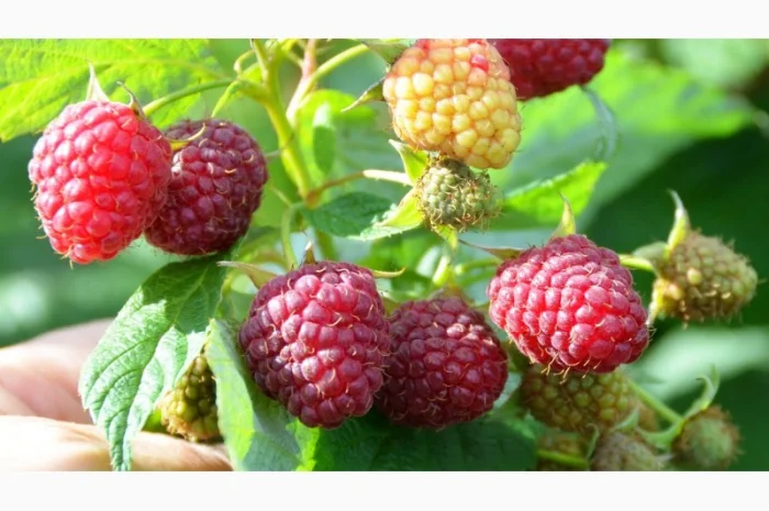 Саджанці малини Полана (Polana) Ремонтантна /Рассадник /Весна 2022 ОПТ- фото № 3