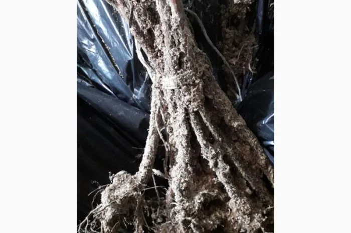 Високоврожайний сорт Маравілла. Клас 2, Гуртом від Виробника- фото № 2