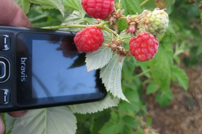 Продам саженцы крупноплодной малины- фото № 1