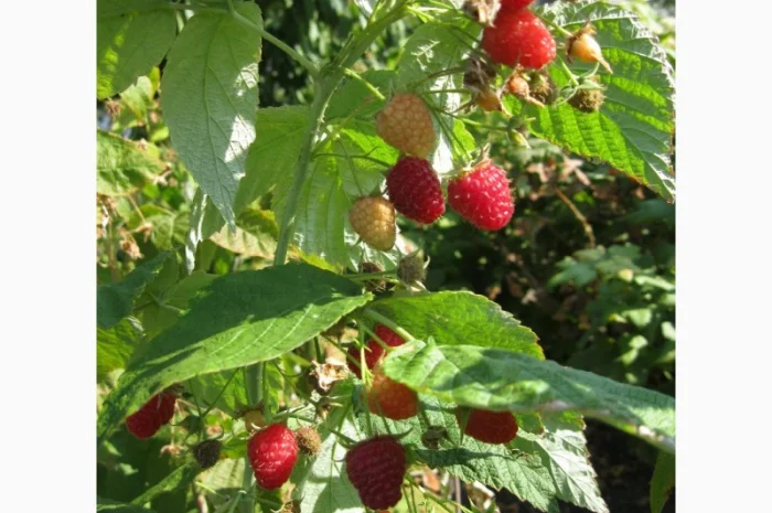 Продам саженцы крупноплодной малины- фото № 2