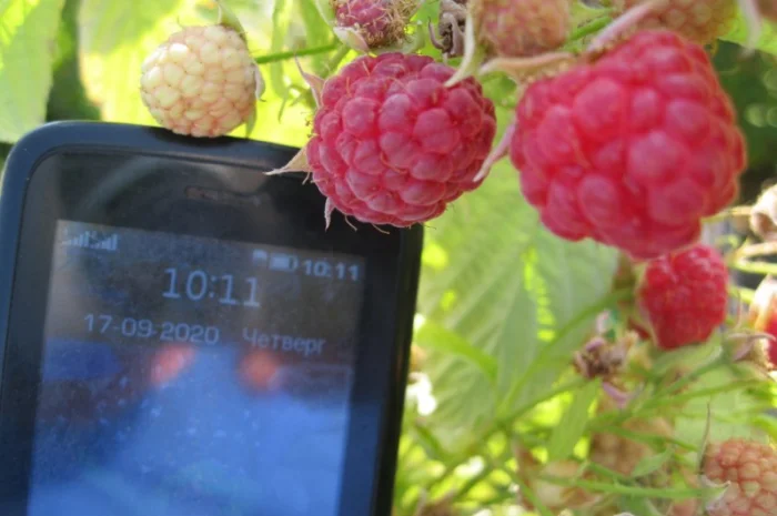 Продам саженцы крупноплодной малины- фото № 3