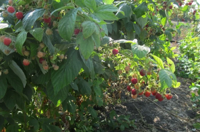 Продам саженцы крупноплодной малины- фото № 4