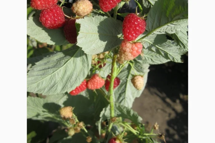 Продам саженцы крупноплодной малины- фото № 5