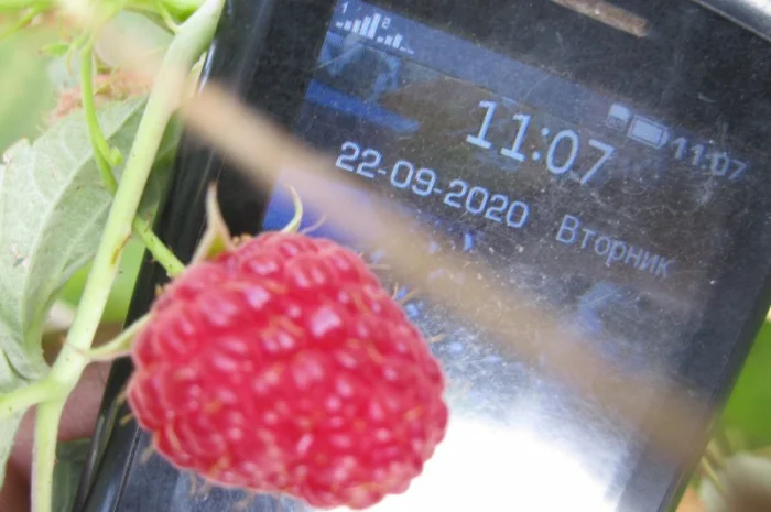 Продам саженцы крупноплодной малины- фото № 6