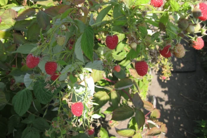 Продам саженцы крупноплодной малины- фото № 7