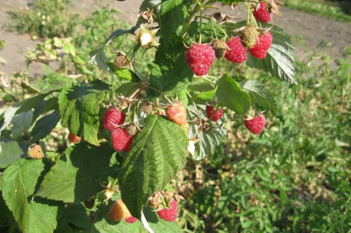 Продам саженцы крупноплодной малины- фото № 8