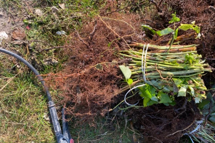 Сажанці малини- фото № 1