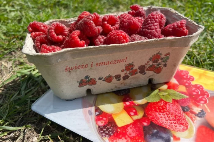 Сажанці малини- фото № 11