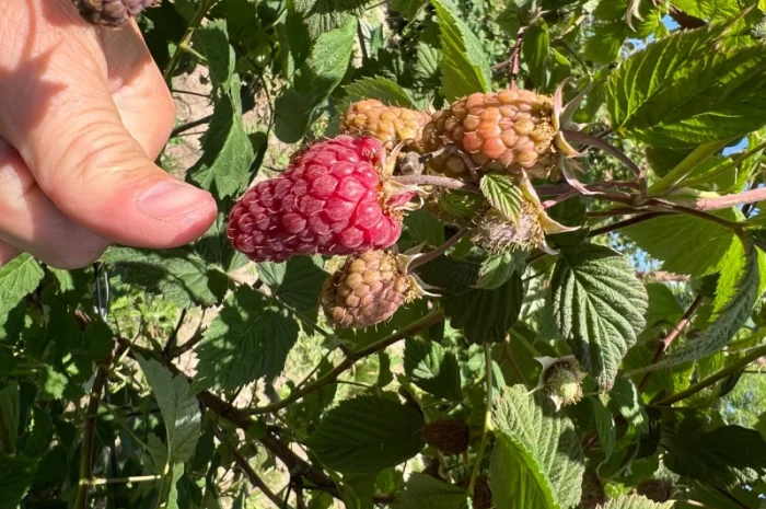 Сажанці малини- фото № 2