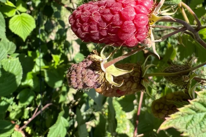 Сажанці малини- фото № 10