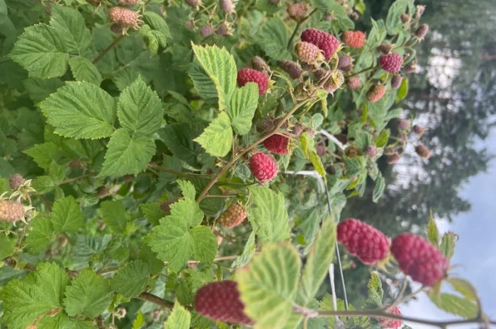 Сажанці малини- фото № 9