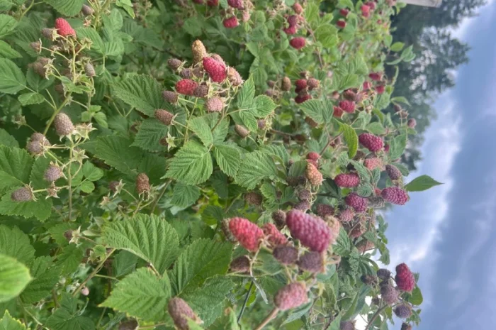 Сажанці малини- фото № 8