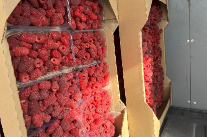 Сажанці малини- фото № 7