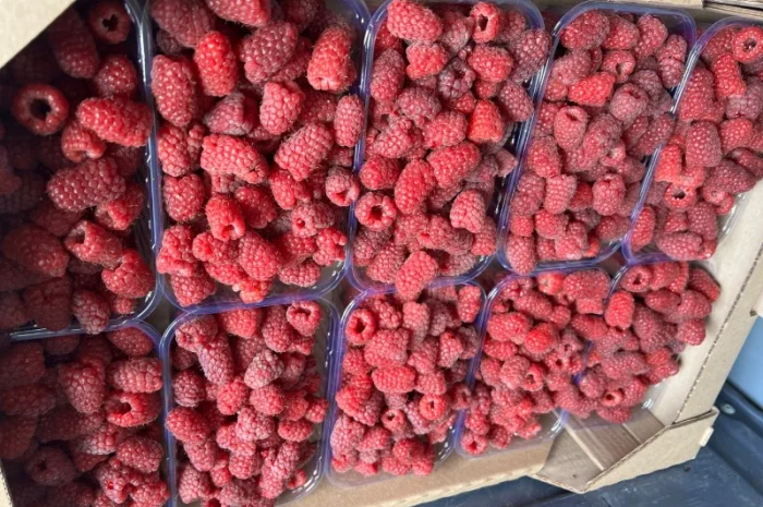 Сажанці малини- фото № 6