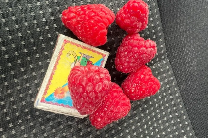 Сажанці малини- фото № 5