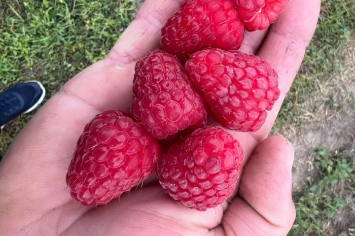 Сажанці малини- фото № 4