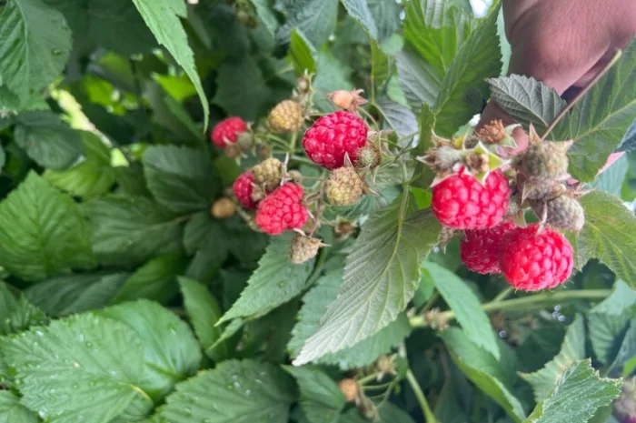 Сажанці малини- фото № 3