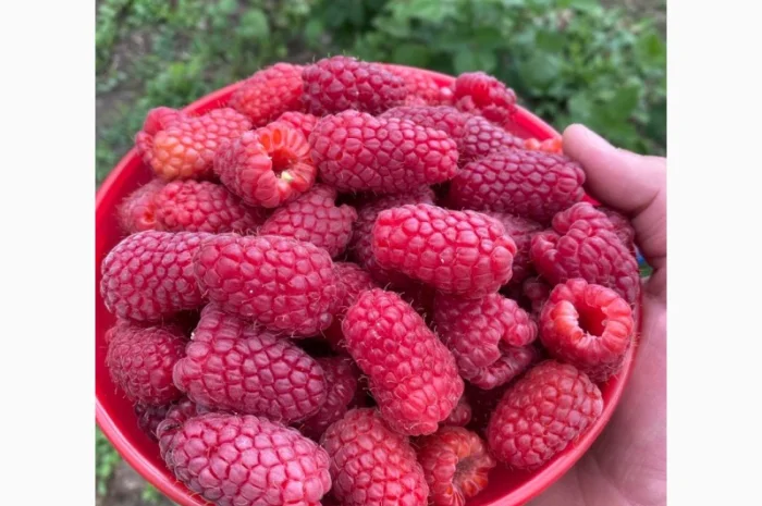 Сажанці малини- фото № 1