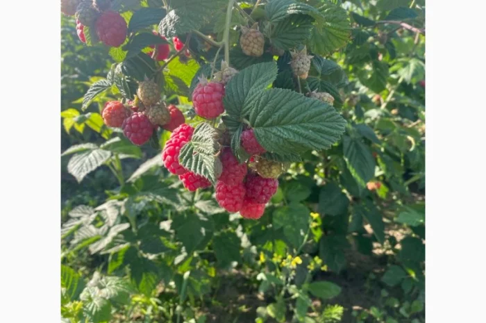 Сажанці малини- фото № 18