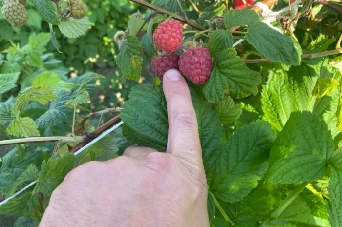 Сажанці малини- фото № 17