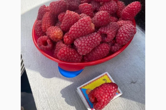 Сажанці малини- фото № 16