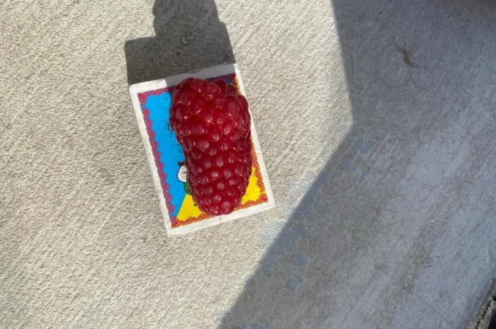 Сажанці малини- фото № 15