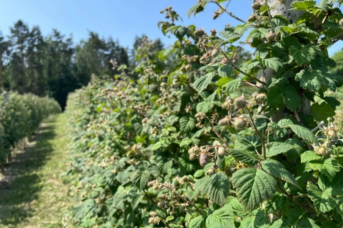 Сажанці малини- фото № 14