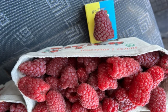 Сажанці малини- фото № 13