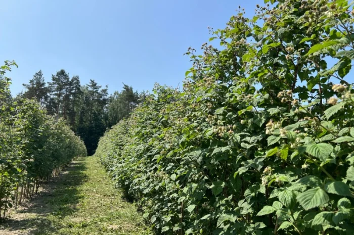 Сажанці малини- фото № 12