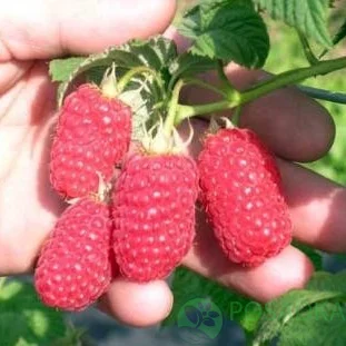 Малина малина Ляшка (Лячка) 6 грн- фото № 1