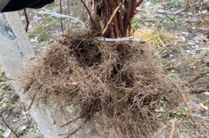 Сажанці малини Поляна, глен ампл- фото № 1