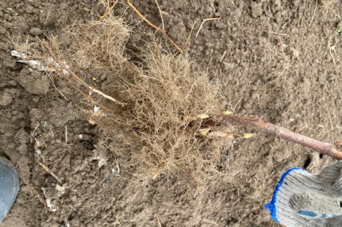 Сажанці малини Поляна, глен ампл- фото № 2